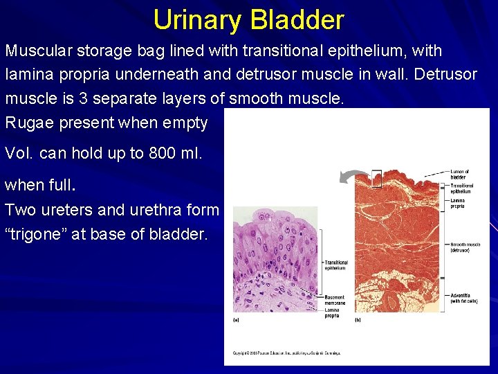 Urinary Bladder Muscular storage bag lined with transitional epithelium, with lamina propria underneath and