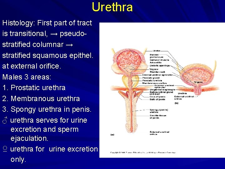 Urethra Histology: First part of tract is transitional, → pseudostratified columnar → stratified squamous