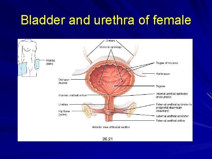 Bladder and urethra of female 