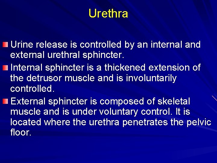 Urethra Urine release is controlled by an internal and external urethral sphincter. Internal sphincter