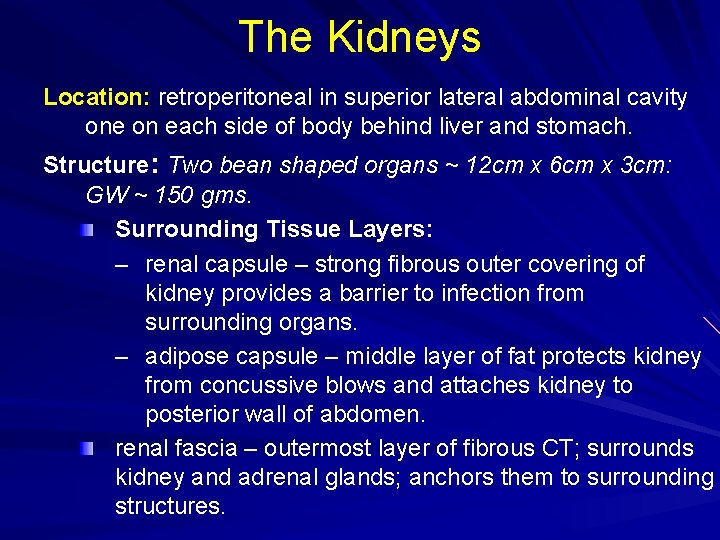 The Kidneys Location: retroperitoneal in superior lateral abdominal cavity one on each side of