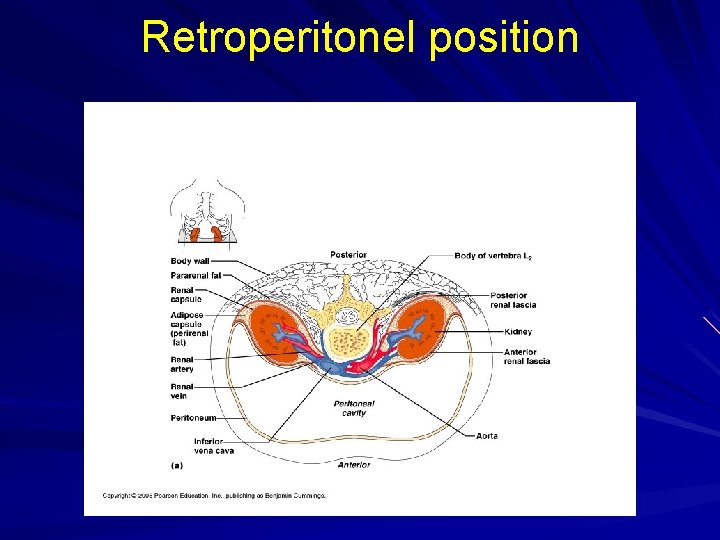 Retroperitonel position 