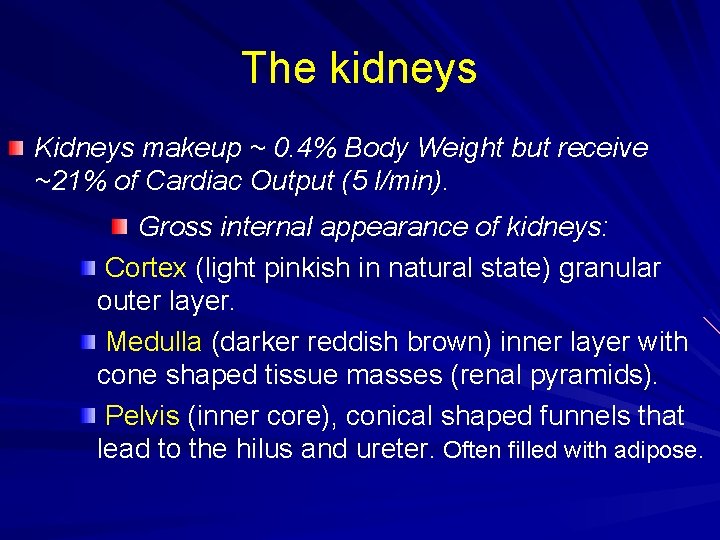 The kidneys Kidneys makeup ~ 0. 4% Body Weight but receive ~21% of Cardiac