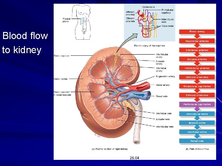 Blood flow to kidney 