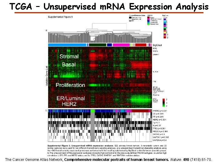 TCGA – Unsupervised m. RNA Expression Analysis The Cancer Genome Atlas Network, Comprehensive molecular TCGA – Unsupervised m. RNA Expression Analysis The Cancer Genome Atlas Network, Comprehensive molecular