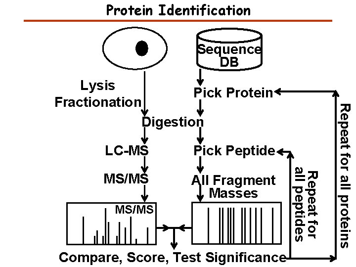 Protein Identification Sequence DB Pick Peptide MS/MS All Fragment Masses MS/MS Compare, Score, Test Protein Identification Sequence DB Pick Peptide MS/MS All Fragment Masses MS/MS Compare, Score, Test