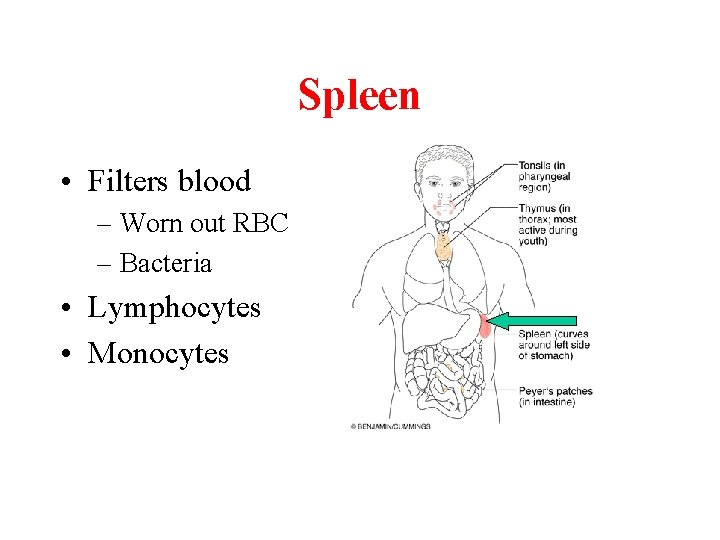 Spleen • Filters blood – Worn out RBC – Bacteria • Lymphocytes • Monocytes
