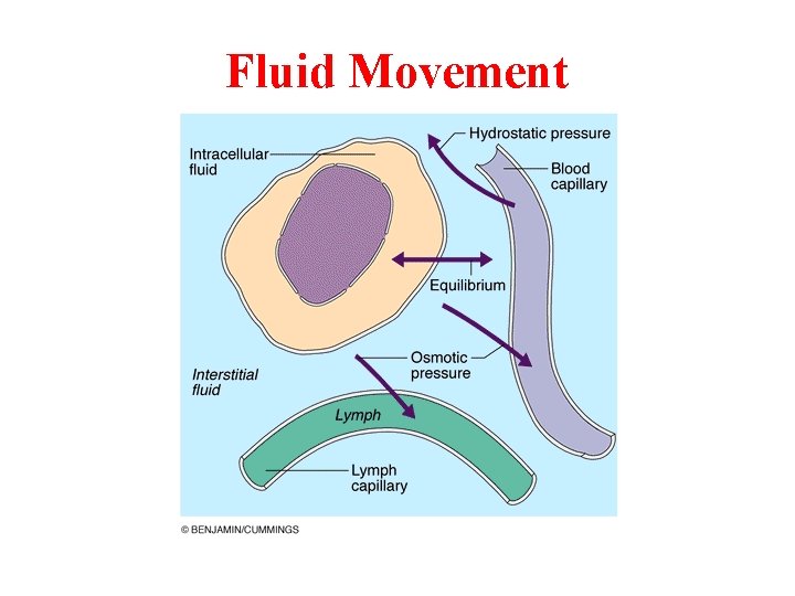 Fluid Movement 