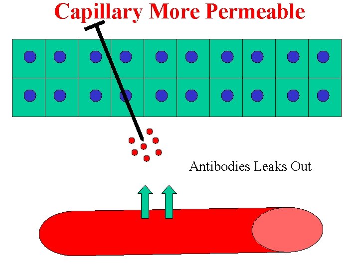 Capillary More Permeable Antibodies Leaks Out 
