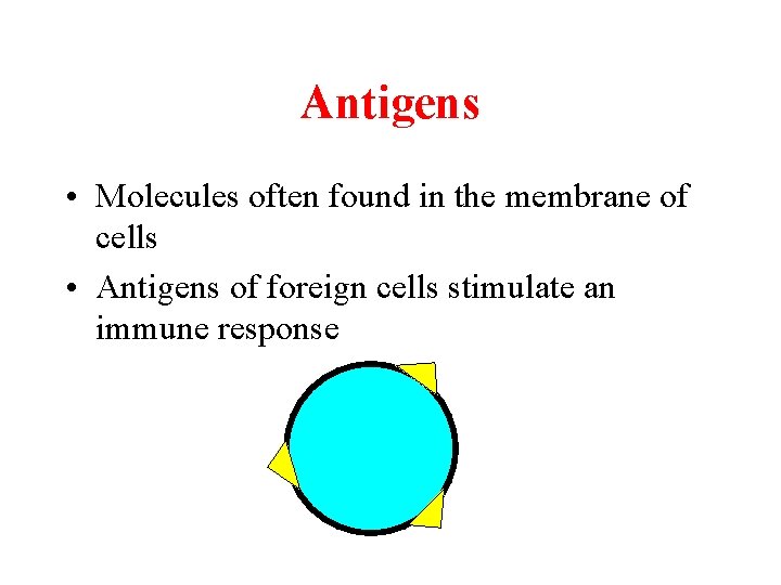 Antigens • Molecules often found in the membrane of cells • Antigens of foreign