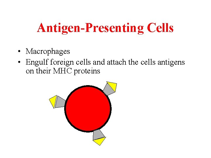Antigen-Presenting Cells • Macrophages • Engulf foreign cells and attach the cells antigens on