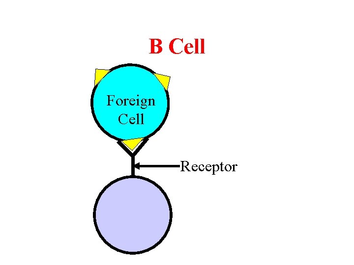 B Cell Foreign Cell Receptor 