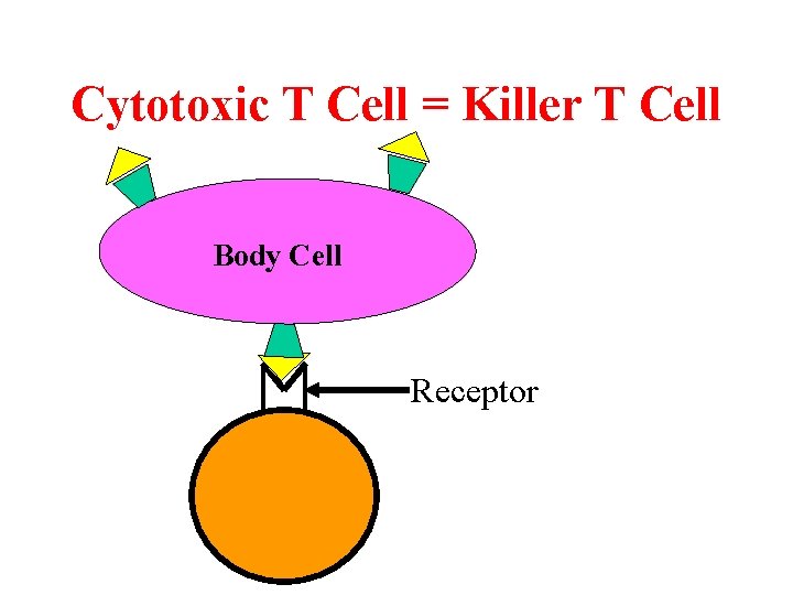 Cytotoxic T Cell = Killer T Cell Body Cell Receptor 