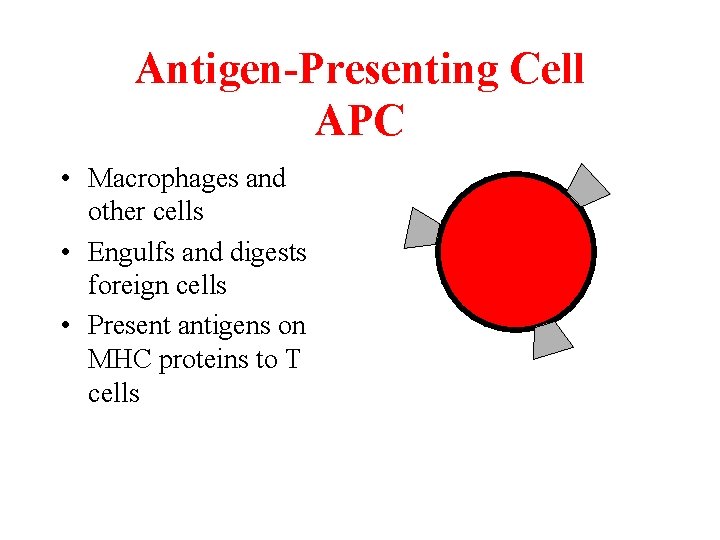 Antigen-Presenting Cell APC • Macrophages and other cells • Engulfs and digests foreign cells