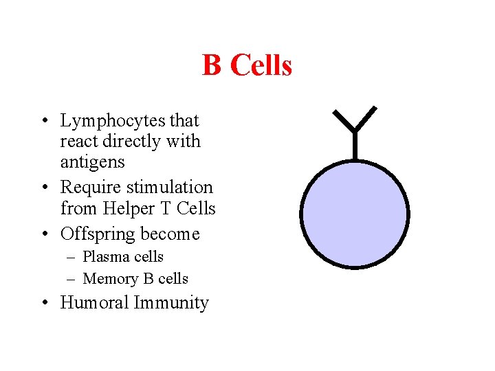 B Cells • Lymphocytes that react directly with antigens • Require stimulation from Helper