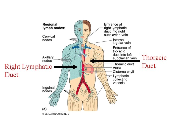 Right Lymphatic Duct Thoracic Duct 