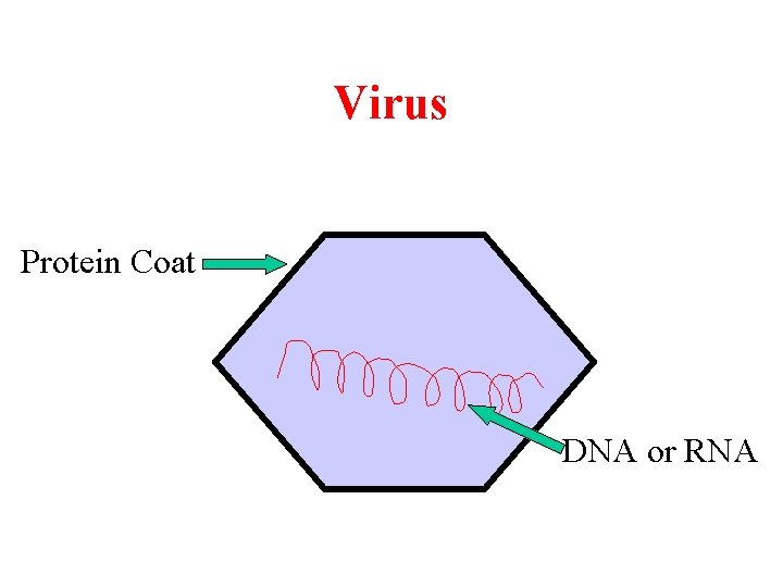 Virus Protein Coat DNA or RNA 