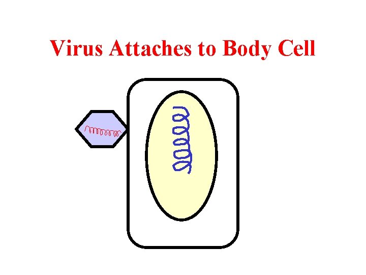 Virus Attaches to Body Cell 