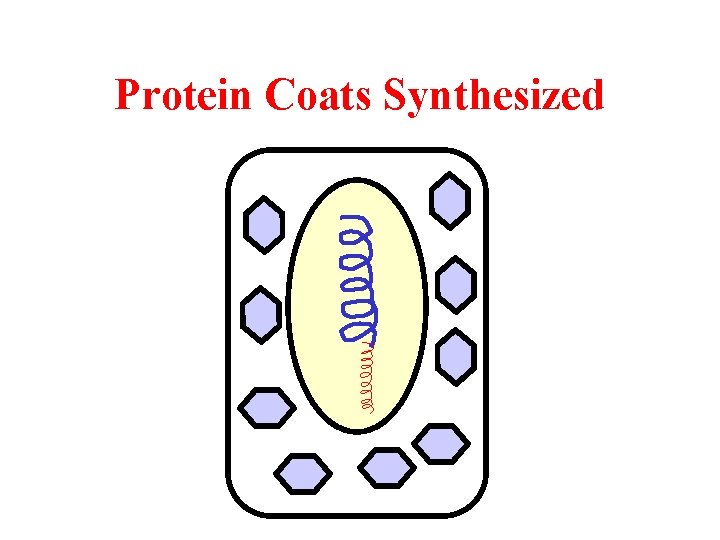 Protein Coats Synthesized 