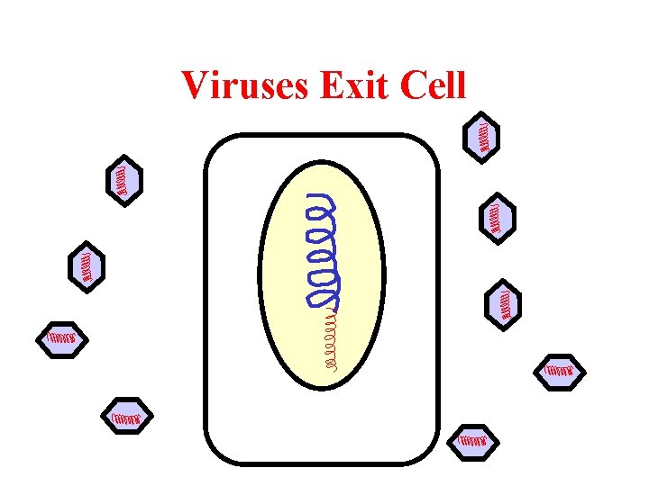 Viruses Exit Cell 