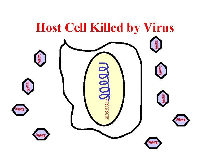 Host Cell Killed by Virus 