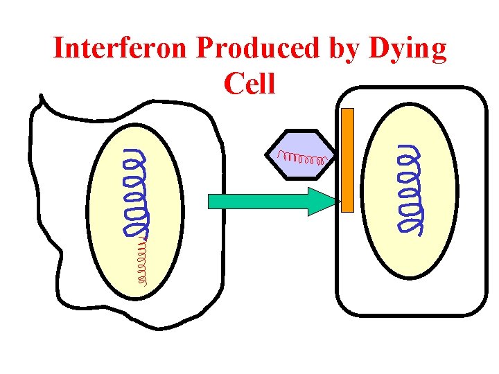 Interferon Produced by Dying Cell 