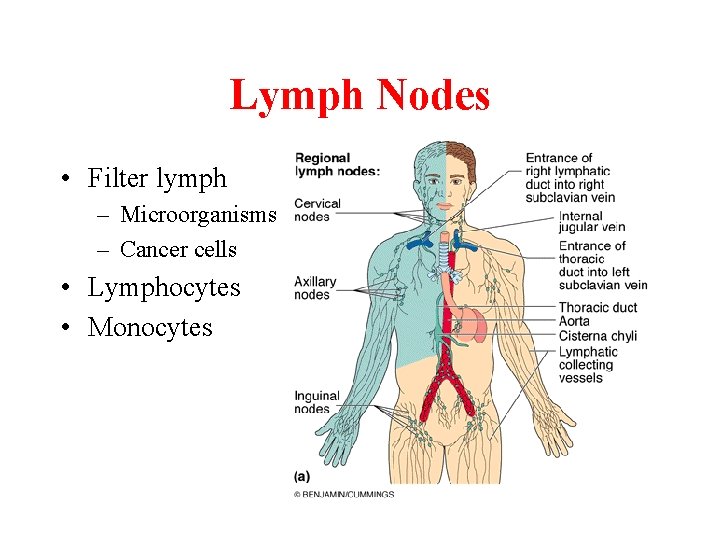 Lymph Nodes • Filter lymph – Microorganisms – Cancer cells • Lymphocytes • Monocytes