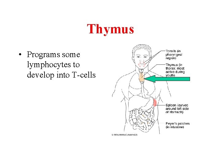 Thymus • Programs some lymphocytes to develop into T-cells 