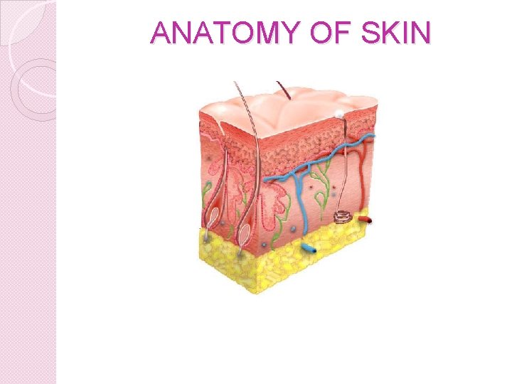 ANATOMY OF SKIN 