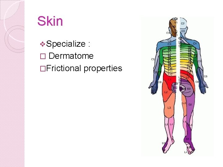 Skin v Specialize : � Dermatome �Frictional properties 