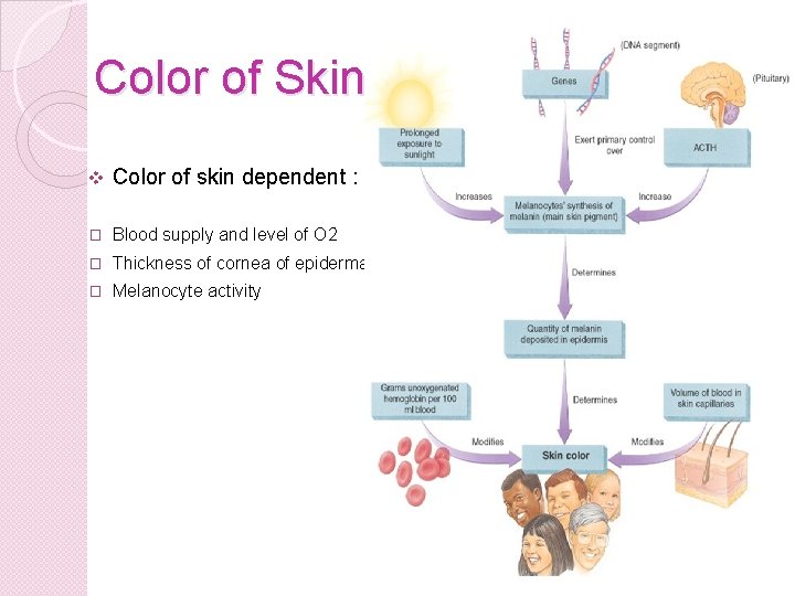 Color of Skin v Color of skin dependent : � Blood supply and level