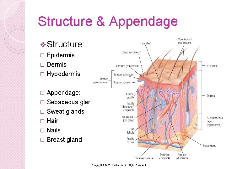 Structure & Appendage v Structure: � Epidermis Dermis � Hypodermis � Appendage: � Sebaceous