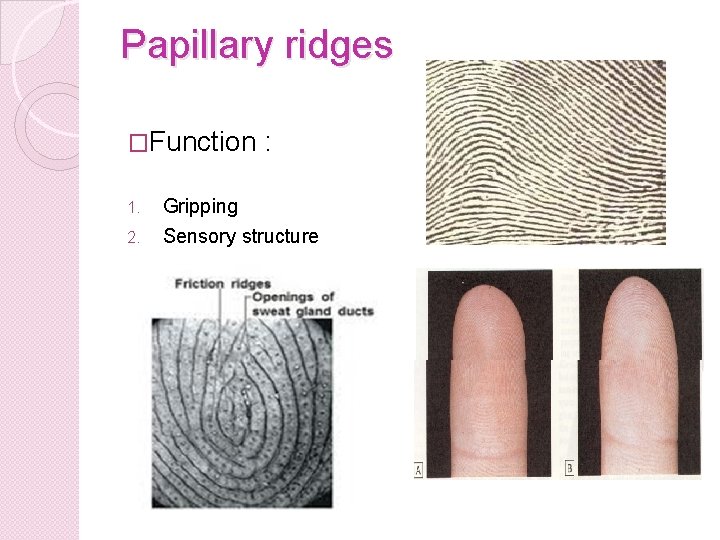 Papillary ridges �Function 1. 2. : Gripping Sensory structure 