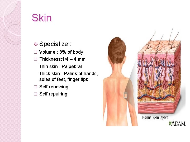 Skin v Specialize : � Volume : 8% of body � Thickness: 1/4 –