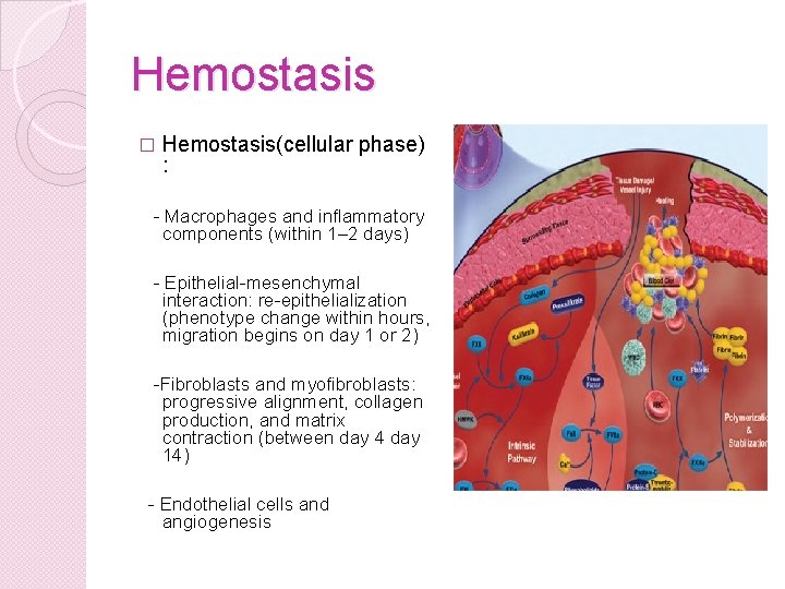 Hemostasis � Hemostasis(cellular phase) : - Macrophages and inflammatory components (within 1– 2 days)