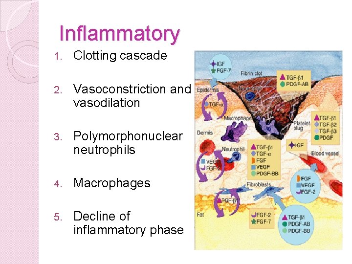 Inflammatory 1. Clotting cascade 2. Vasoconstriction and vasodilation 3. Polymorphonuclear neutrophils 4. Macrophages 5.
