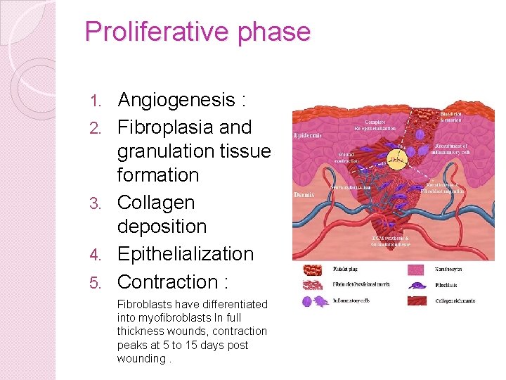 Proliferative phase 1. 2. 3. 4. 5. Angiogenesis : Fibroplasia and granulation tissue formation