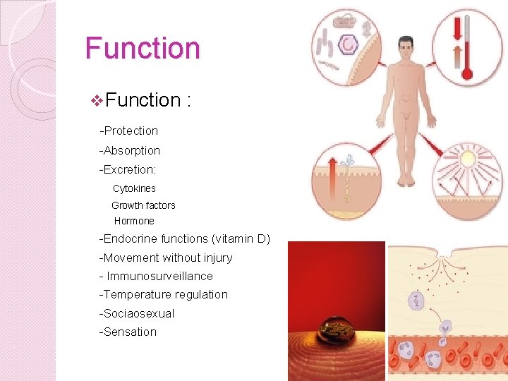 Function v Function : -Protection -Absorption -Excretion: Cytokines Growth factors Hormone -Endocrine functions (vitamin