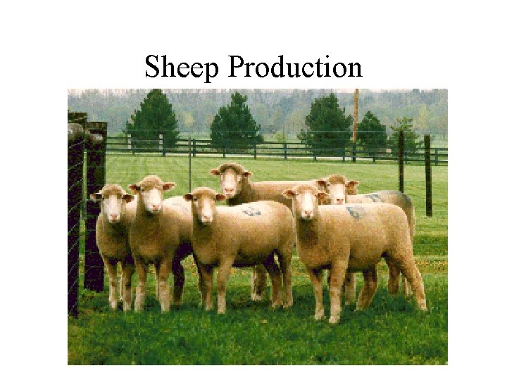 Sheep Production 