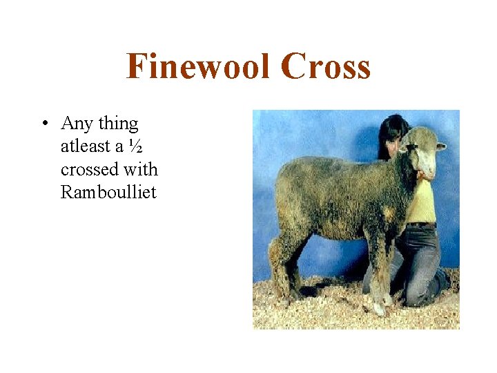 Finewool Cross • Any thing atleast a ½ crossed with Ramboulliet 