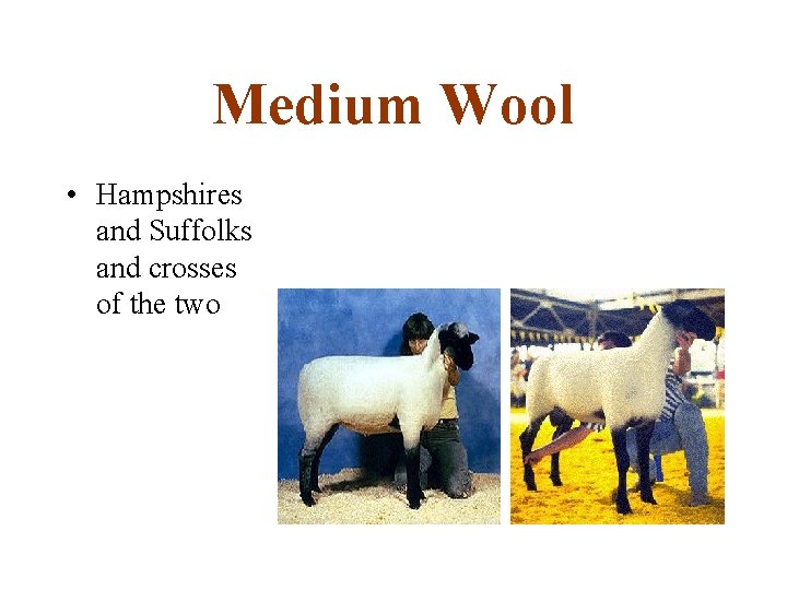 Medium Wool • Hampshires and Suffolks and crosses of the two 