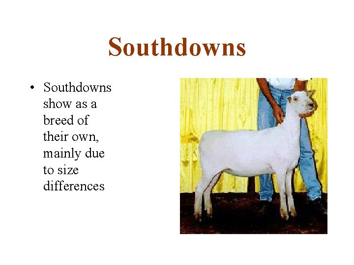 Southdowns • Southdowns show as a breed of their own, mainly due to size