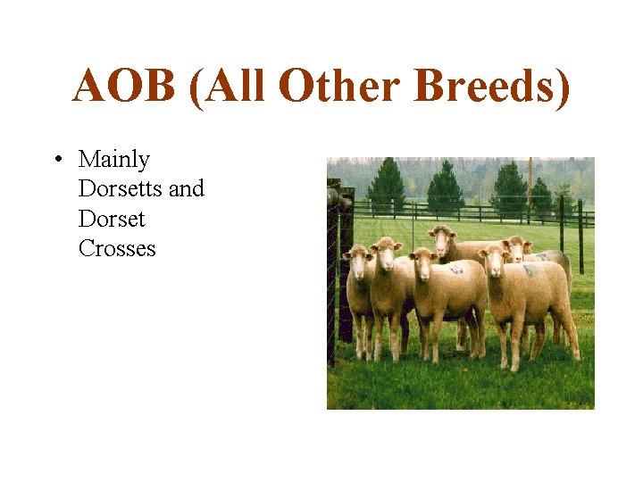 AOB (All Other Breeds) • Mainly Dorsetts and Dorset Crosses 