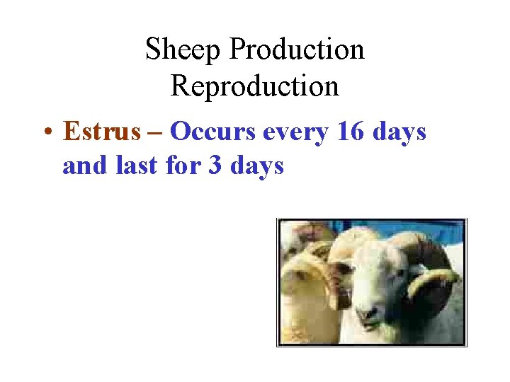 Sheep Production Reproduction • Estrus – Occurs every 16 days and last for 3