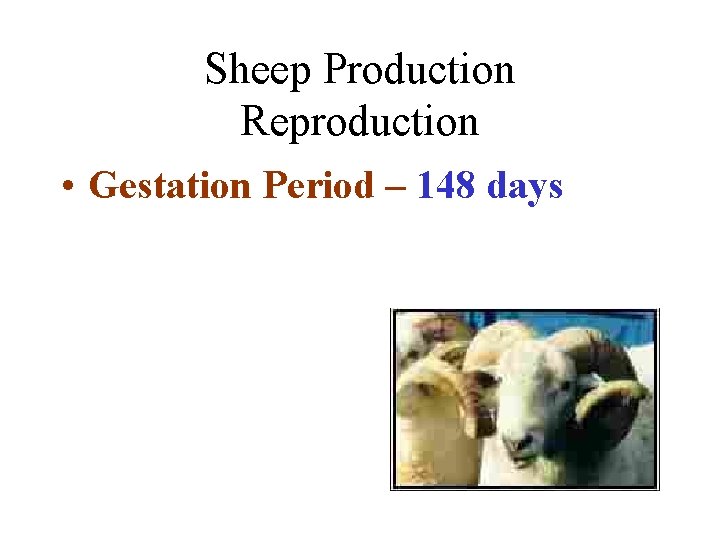 Sheep Production Reproduction • Gestation Period – 148 days 