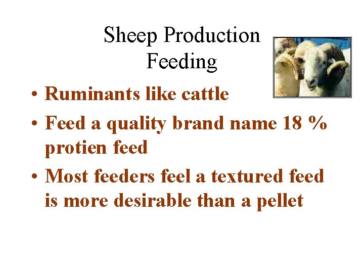 Sheep Production Feeding • Ruminants like cattle • Feed a quality brand name 18