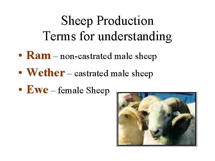 Sheep Production Terms for understanding • Ram – non-castrated male sheep • Wether –