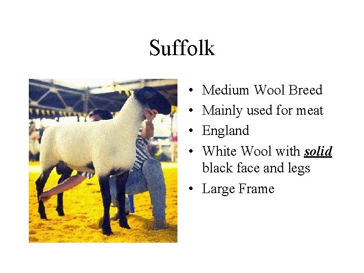 Suffolk • • Medium Wool Breed Mainly used for meat England White Wool with
