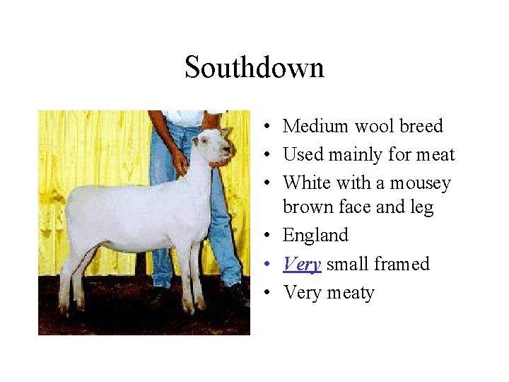 Southdown • Medium wool breed • Used mainly for meat • White with a