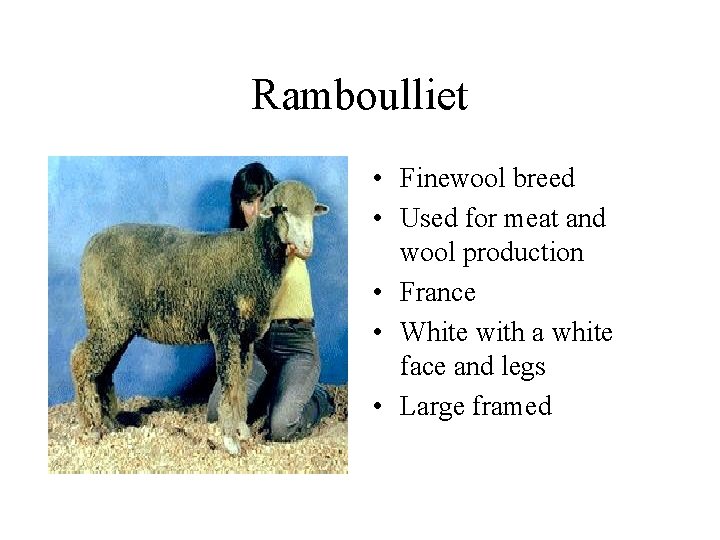 Ramboulliet • Finewool breed • Used for meat and wool production • France •